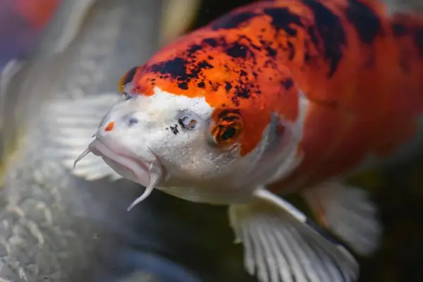 Koi Fish in Chinese Culture and Feng Shui