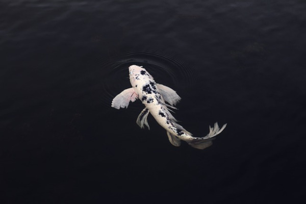 Koi Fish in Chinese Culture and Feng Shui