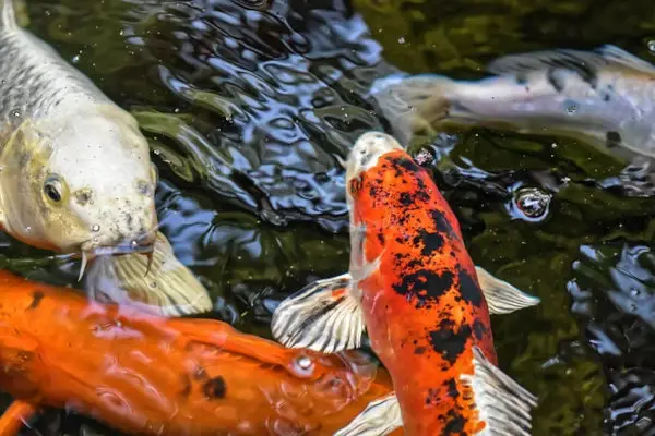 Koi Fish in Chinese Culture and Feng Shui