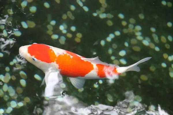 Koi Fish in Chinese Culture and Feng Shui