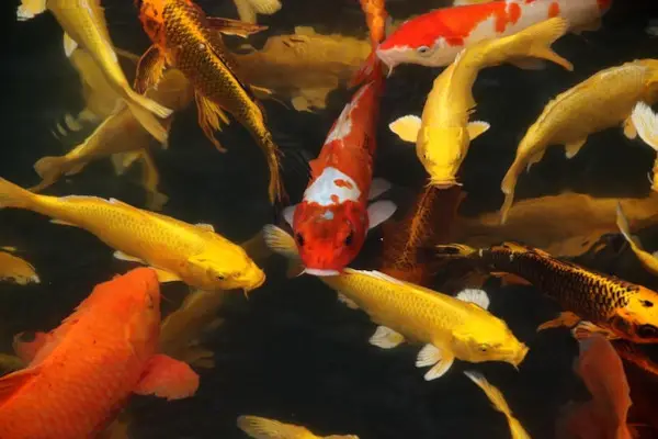 Koi Fish in Chinese Culture and Feng Shui