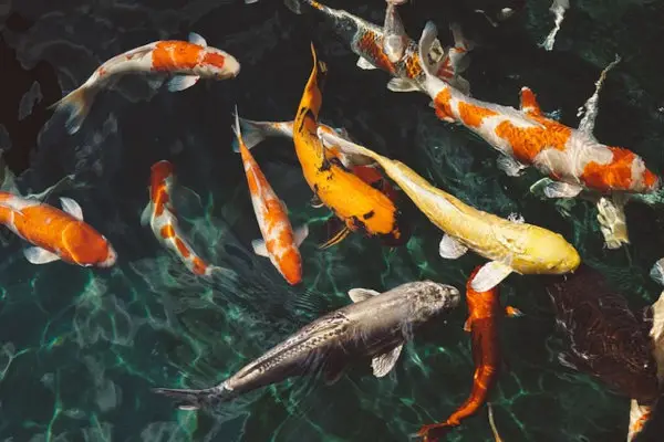 Koi Fish in Chinese Culture and Feng Shui