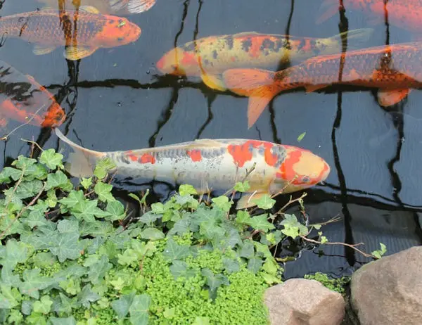 Koi Fish in Chinese Culture and Feng Shui