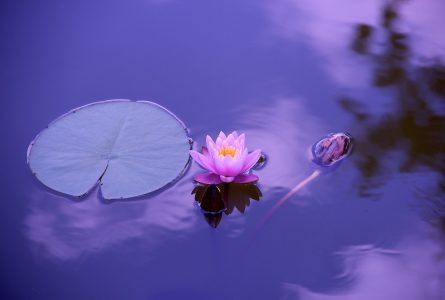 The Lotus Flower in Chinese Culture and Feng Shui: Significance and Symbolism