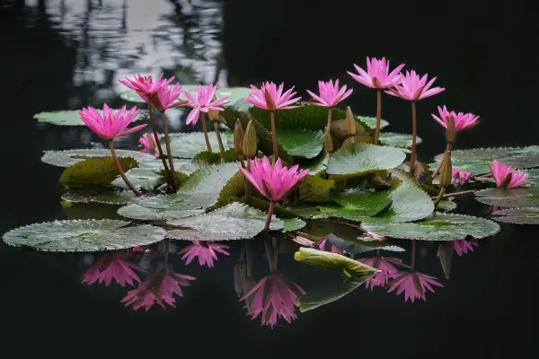  Lotus Flower