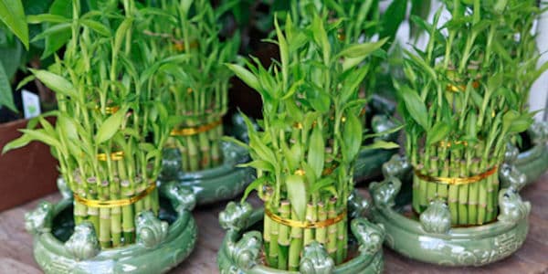 Lucky Bamboo