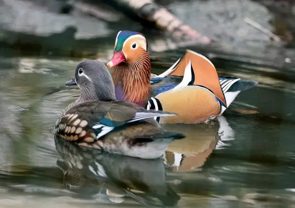 Pair of Mandarin Ducks