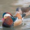 Mandarin ducks are regarded as one of the most attractive ducks, and they are frequently seen in pairs not only in artwork and Asian themes but also in real life. In Chinese culture, they represent marital contentment and loyalty, as well as good luck and joy.