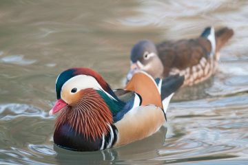 Mandarin ducks are regarded as one of the most attractive ducks, and they are frequently seen in pairs not only in artwork and Asian themes but also in real life. In Chinese culture, they represent marital contentment and loyalty, as well as good luck and joy.