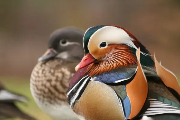 Mandarin ducks