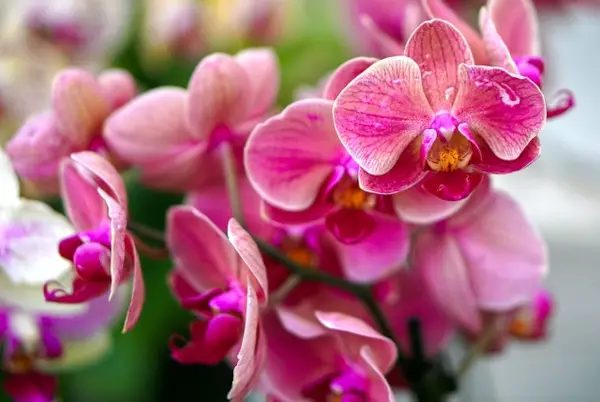 Orchids- in Chinese Culture and Feng Shui