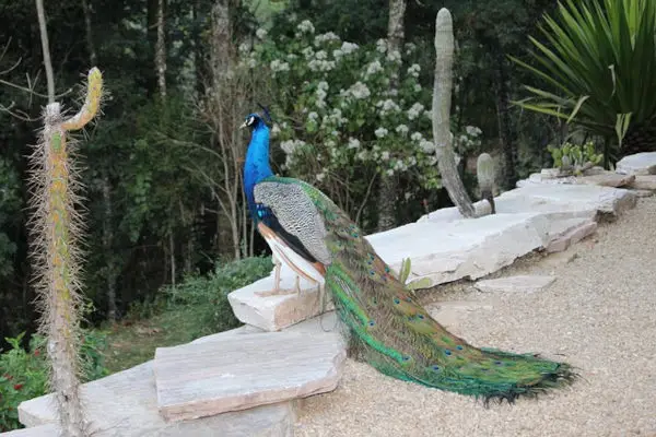 Peacock in Chinese Culture