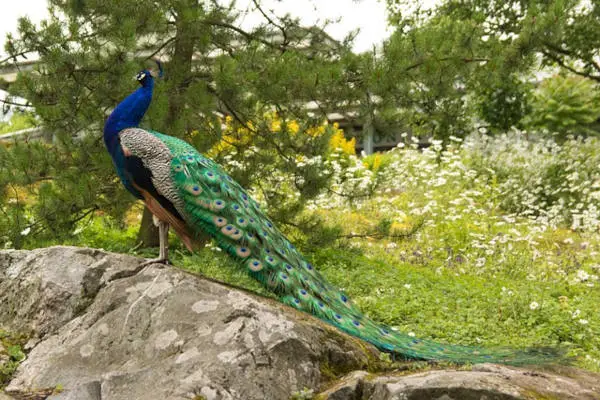 Peacock in Chinese Culture