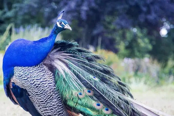 Peacock in Chinese Culture