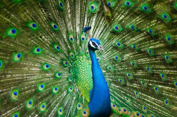 Peacock in Chinese Culture