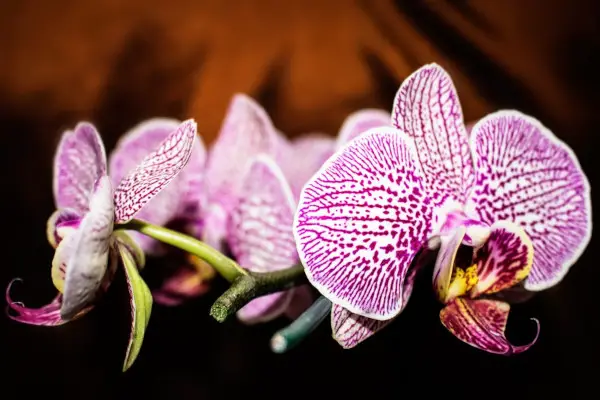 Orchids 