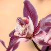 In Chinese culture, orchids are not just admired for their beauty; they hold profound symbolic meaning. Ancient scholars and philosophers like Confucius celebrated orchids in poetry and prose, drawing connections between their refined appearance and qualities such as purity, humility, and moral integrity.