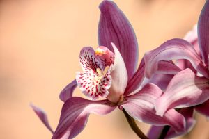 Orchids in Chinese Culture and Feng Shui: Orchid