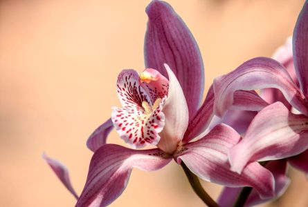 More Than a Flower: The Hidden Meaning of Orchids in Chinese Culture and Feng Shui