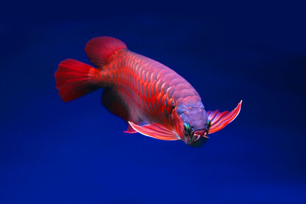 Arowana: The Dragon Fish 