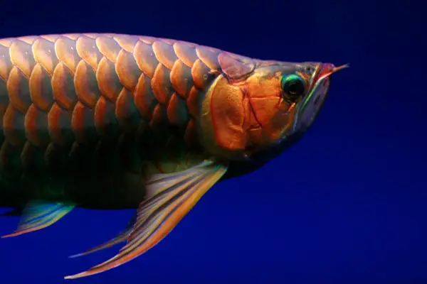 Arowana fish