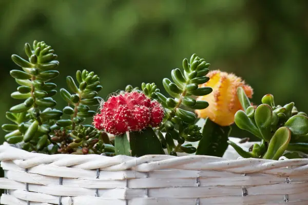 Succulents in feng shui