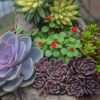 Unlike many other plants, succulents thrive in various conditions with minimal care, symbolizing strength, endurance, and adaptability. Their hardy, self-sustaining quality resonates with Feng Shui