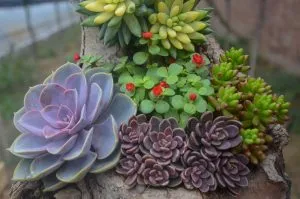 Succulents in feng shui