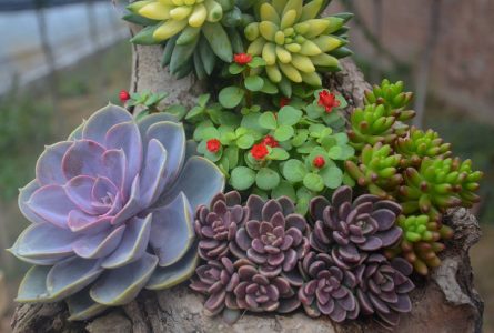 Feng Shui Made Easy: Discover the Power of Succulents in Your Home!