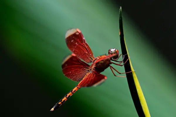 Dragonfly