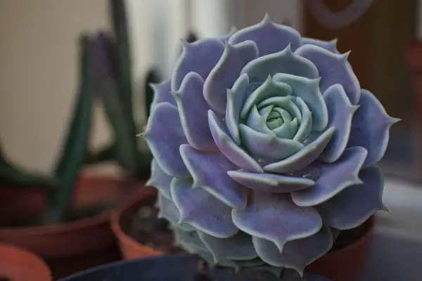 Succulents in feng shui