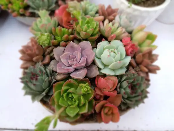 Succulents in feng shui