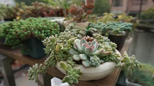 Succulents in feng shui