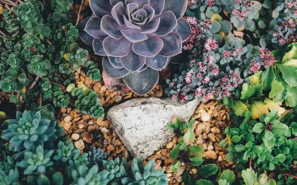 Succulents in feng shui