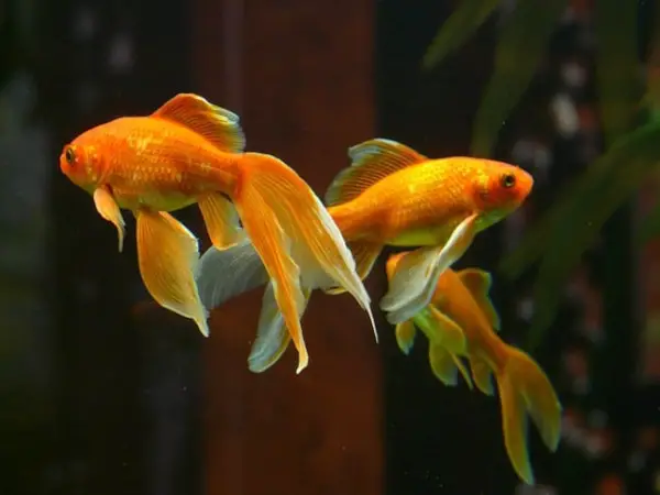 Goldfish in Chinese Culture and Feng Shui